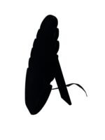 Porte chaine ovale – Image 2